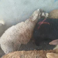بره نر **قلم آبی پُرگوشت و چاق الان از روستا کلات