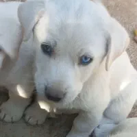 سگ میکس هاسکی چشم آبی پا کوتاه|سگ|شیراز, ابیوردی|دیوار