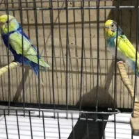 مرغ عشق خاص|پرنده|تهران, پاسداران|دیوار