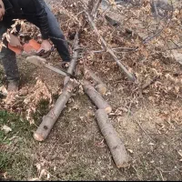 باغبانی سمپاشی هرس تیلر درختکاری گل کود بیل زدن|خدمات باغبانی و درختکاری|مشهد, توس (بلوار توس)|دیوار