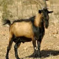نری فهل
