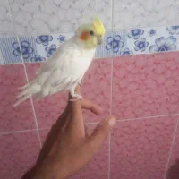 عروس هلندی