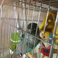 طوطی|پرنده|تهران, اوقاف|دیوار