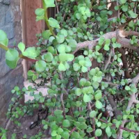 گل بنسای کراسولا طبیعی