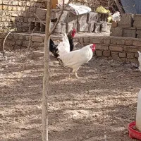 خروس|حیوانات مزرعه|قزوین, |دیوار