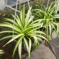 فروش انواع گلهای آپارتمانی و ملزومات|گل و گیاه طبیعی|ورامین, ورامین|دیوار