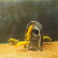 ماهیللوپی.رزیبارب.ومپایر|ماهی|رشت, لاکانی|دیوار