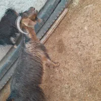 بز محلی درجه یک|حیوانات مزرعه|آبسرد, |دیوار