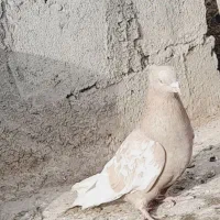 کبوتر سینه زرد