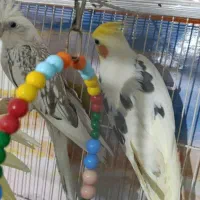 عروس هلندی جفت دوکت