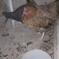 مرغ خروس|حیوانات مزرعه|نورآباد, |دیوار