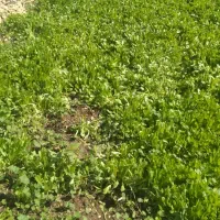 فروش بذر کاهو|گل و گیاه طبیعی|دوگنبدان, |دیوار