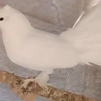 کبوتر پاپر دمچتری سفید