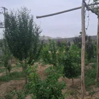 باغ-ویلا-فلاورجان