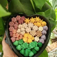 قندهای گیاهی، تزئینی و نبات های دمنوشی|خوردنی و آشامیدنی|تهران, وحیدیه|دیوار