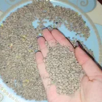 فروش عدس