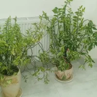 کلا باهم به فروش میرسند