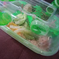 دو عدد همستر جفت