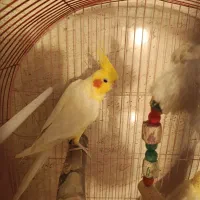 یک جفت عروس نر سخن گو