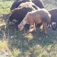 بره ماده افشار|حیوانات مزرعه|بروجرد, |دیوار