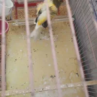 قناری نر فری دوساله