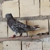 دم سفید|پرنده|شیراز, محراب|دیوار
