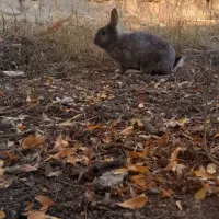 یه جفت خرگوش|موش و خرگوش|گنبد کاووس, |دیوار