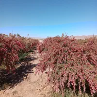 باغ-فروشی-از-اراضی-قدی