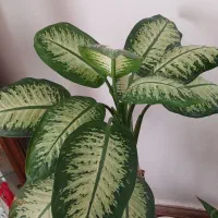 گل دیفن باخیا