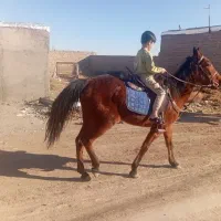 مادیون سواری دار آروم بدون هیچ بد رفتاری