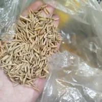 شالی فجر سوزنی در حد بذری