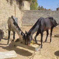 دوتا اسب ترکمن مادیان ۱۰۰ میلیون