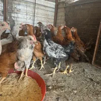 جوجه محلی اصل چهار ماه|حیوانات مزرعه|رفسنجان, |دیوار