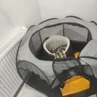 سگ پامر ماده همراه تمام وسایل|سگ|پاکدشت, پاکدشت (مامازند)|دیوار