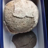 سنگ  فسیل|جواهرات|پرند, فاز ۴|دیوار