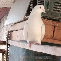 تعدادی کبوتر فروشی