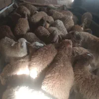 بره سبک وزن