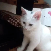گربه بریتیش ۶ ماهه