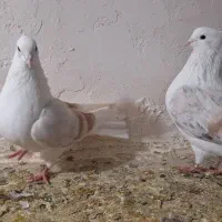 جفتگاه‌بضمانت همه چیز