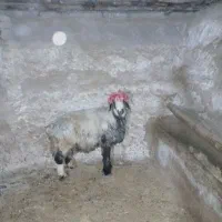 کوهه کاوه بذری  درجه یک کامفیروز|حیوانات مزرعه|شیراز, دانشگاه شیراز|دیوار