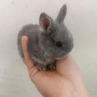 بچه خرگوش