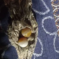 مهره