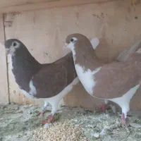 کبوتر پلاس یک جفت ۶/۰۰۰/۰۰۰ ریال