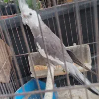 عروس هلندی نر