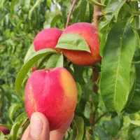باغ با درختان 10ساله 1200متر دور دیوار|فروش زمین و ملک کلنگی|رباطکریم, منجیل آباد|دیوار