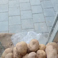 میوه ترتازه|خوردنی و آشامیدنی|مشهد, خین عرب|دیوار