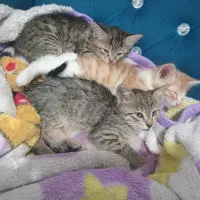 واگذاری گربه