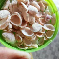 صدف دریایی