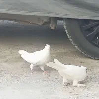 کبوتر|پرنده|گرگان, |دیوار