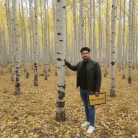 نهال صنوبر، انتخاب هوشمندانه سرمایه‌گذاران حرفه‌ای